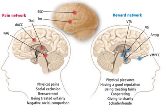 dolor social zonas del cerebro activadas como dolor físico